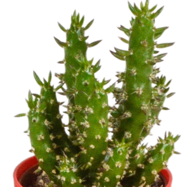 Cactus mix 5.5 cm - 5x - in gekleurde plasticpot