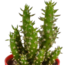 Cactus mix 5.5 cm - 5x - in gekleurde plasticpot
