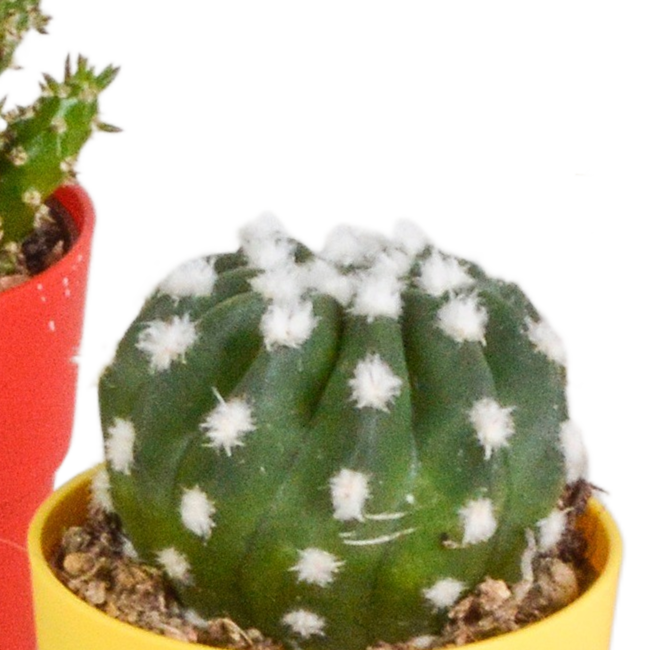 Cactus mix 5.5 cm - 5x - in gekleurde plasticpot