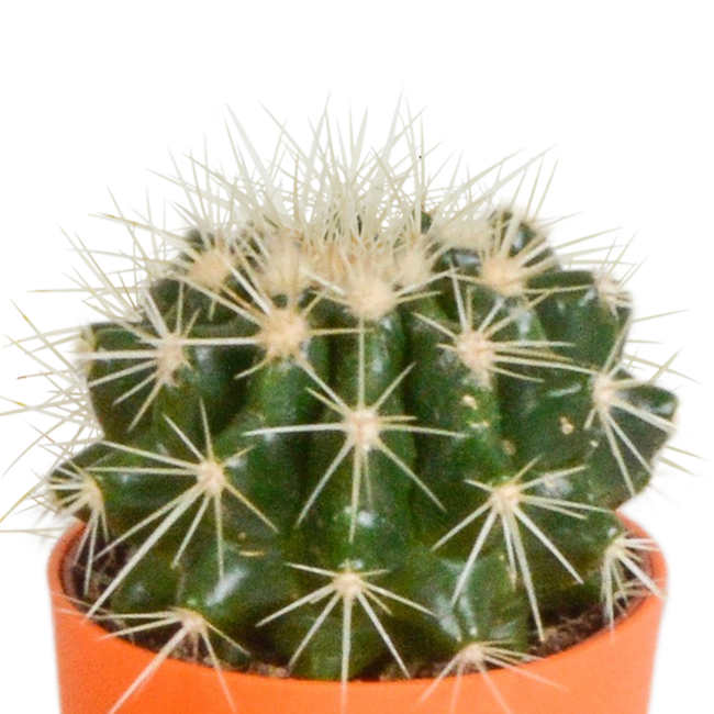 Cactus mix 5.5 cm - 5x - in gekleurde plasticpot