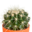 Cactus mix 5.5 cm - 5x - in gekleurde plasticpot