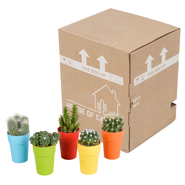 Cactus mix 5.5 cm - 5x - in gekleurde plasticpot
