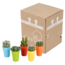 Cactus mix 5.5 cm - 5x - in gekleurde plasticpot