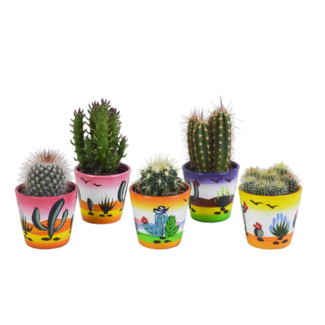 Cactus mix 5.5 cm - 5x - in Mexicaanse pot