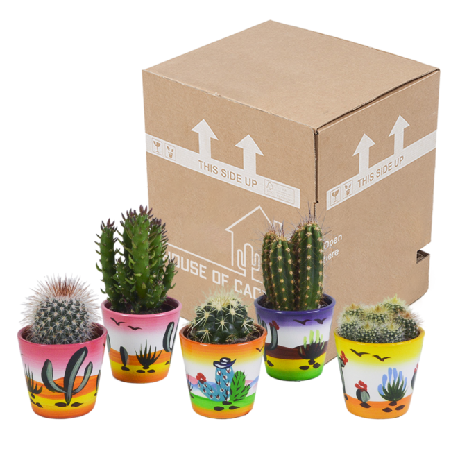 Cactus mix 5.5 cm - 5x - in Mexicaanse pot