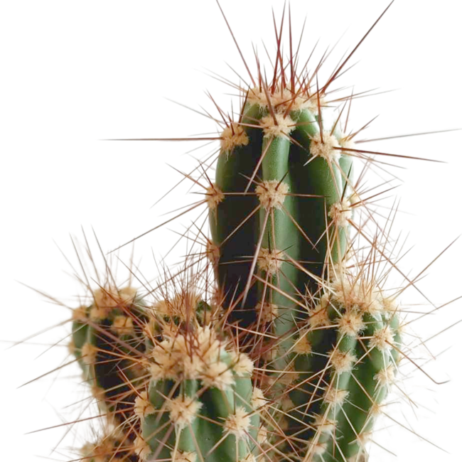 Cactus mix 5.5 cm - 5x - in Mexicaanse pot