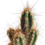 Cactus mix 5.5 cm - 5x - in Mexicaanse pot