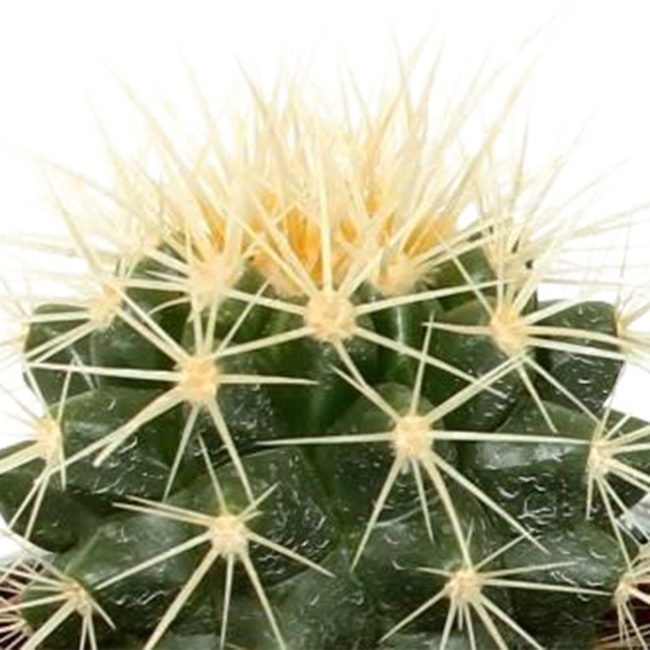 Cactus mix 5.5 cm - 5x - in Mexicaanse pot