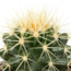 Cactus mix 5.5 cm - 5x - in Mexicaanse pot