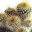 Cactus mix 5.5 cm - 5x - in Mexicaanse pot