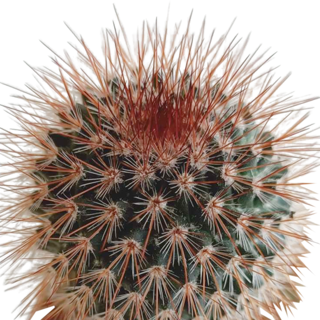 Cactus mix 5.5 cm - 5x - in Mexicaanse pot