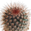 Cactus mix 5.5 cm - 5x - in Mexicaanse pot