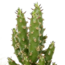 Cactus mix 5.5 cm - 5x - in Mexicaanse pot