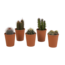 Cactus mix 5.5 cm - 5x - in terracotta pot