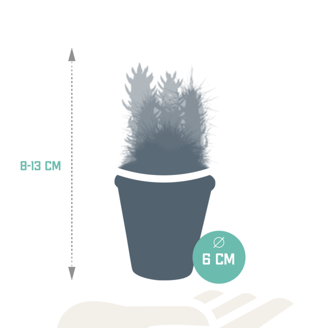 Cactus mix 5.5 cm - 5x - in terracotta pot
