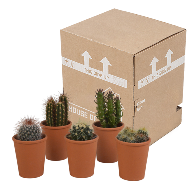 Cactus mix 5.5 cm - 5x - in terracotta pot
