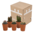 Cactus mix 5.5 cm - 5x - in terracotta pot