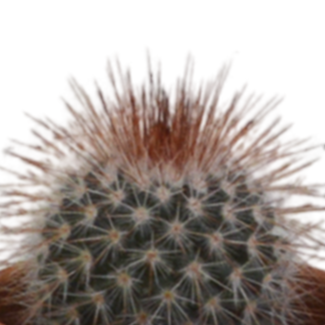 Cactus mix 5.5 cm - 5x - in terracotta pot