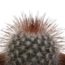 Cactus mix 5.5 cm - 5x - in terracotta pot