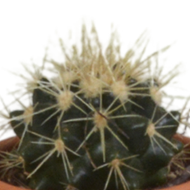 Cactus mix 5.5 cm - 5x - in terracotta pot