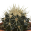 Cactus mix 5.5 cm - 5x - in terracotta pot