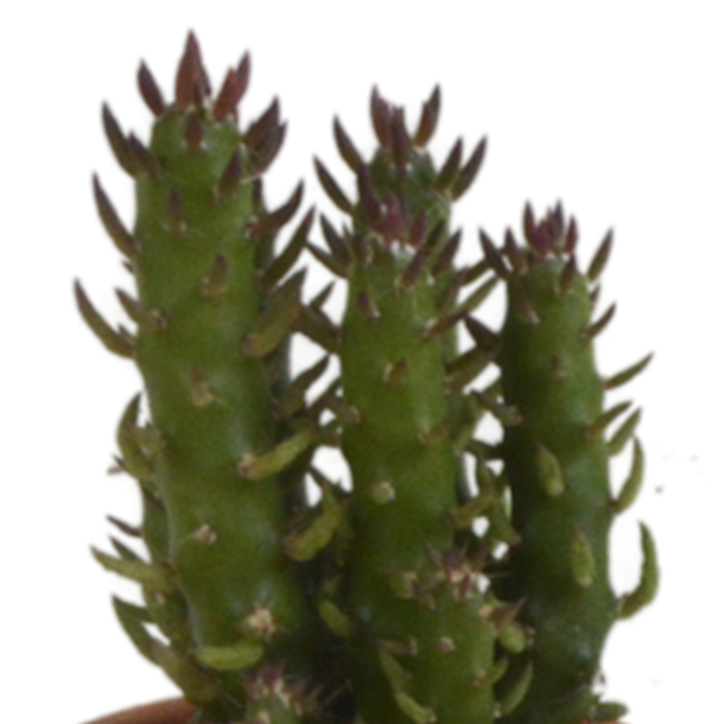 Cactus mix 5.5 cm - 5x - in terracotta pot