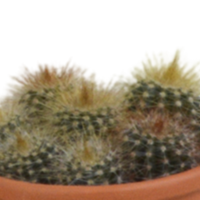 Cactus mix 5.5 cm - 5x - in terracotta pot
