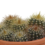 Cactus mix 5.5 cm - 5x - in terracotta pot