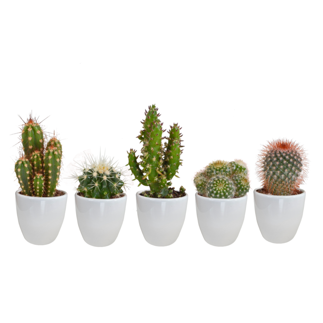 Cactus mix 5.5 cm - 5x - in witte pot