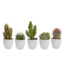 Cactus mix 5.5 cm - 5x - in witte pot