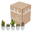 Cactus mix 5.5 cm - 5x - in witte pot