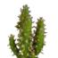 Cactus mix 5.5 cm - 5x - in witte pot