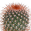 Cactus mix 5.5 cm - 5x - in witte pot