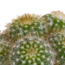 Cactus mix 5.5 cm - 5x - in witte pot
