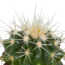 Cactus mix 5.5 cm - 5x - in witte pot