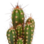 Cactus mix 5.5 cm - 5x - in witte pot