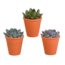 Echeveria mix 8.5 cm - 3x - in terracotta pot