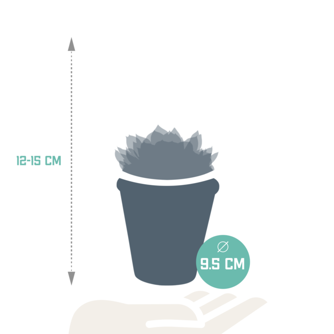 Echeveria mix 8.5 cm - 3x - in terracotta pot