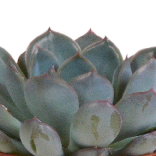Echeveria mix 8.5 cm - 3x - in terracotta pot