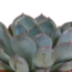 Echeveria mix 8.5 cm - 3x - in terracotta pot