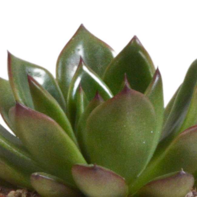 Echeveria mix 8.5 cm - 3x - in terracotta pot