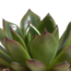Echeveria mix 8.5 cm - 3x - in terracotta pot