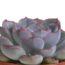 Echeveria mix 8.5 cm - 3x - in terracotta pot