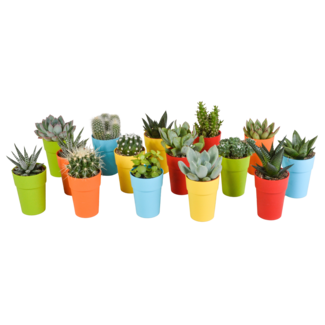 Cactus en vetplanten mix 5.5 cm | 15 stuks - in gekleurde plasticpot