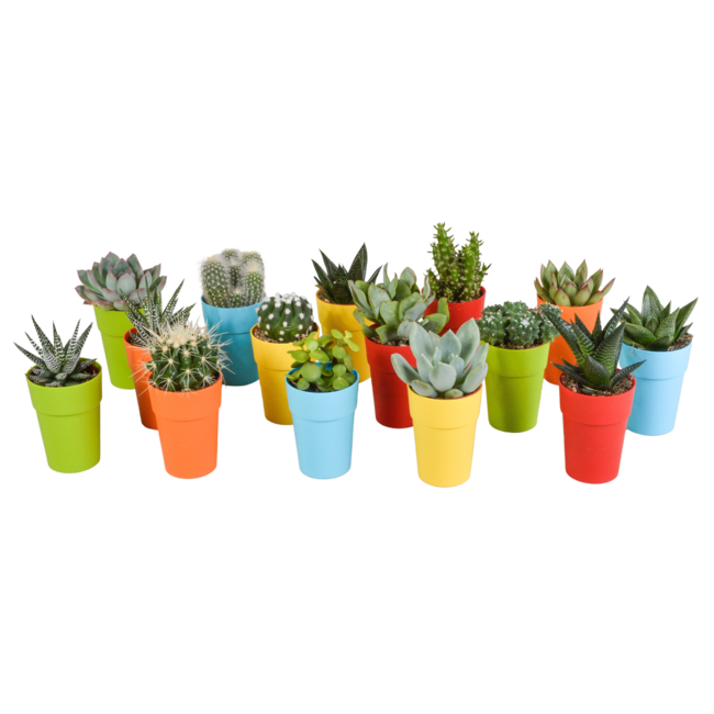 Cactus en vetplanten mix 5.5 cm | 15 stuks - in gekleurde plasticpot