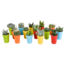 Cactus en vetplanten mix 5.5 cm | 15 stuks - in gekleurde plasticpot