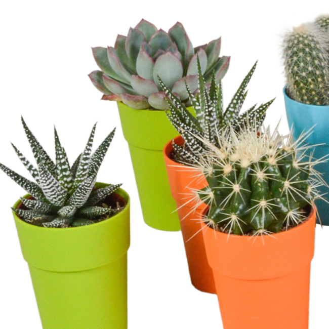Cactus en vetplanten mix 5.5 cm | 15 stuks - in gekleurde plasticpot