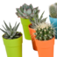 Cactus en vetplanten mix 5.5 cm | 15 stuks - in gekleurde plasticpot