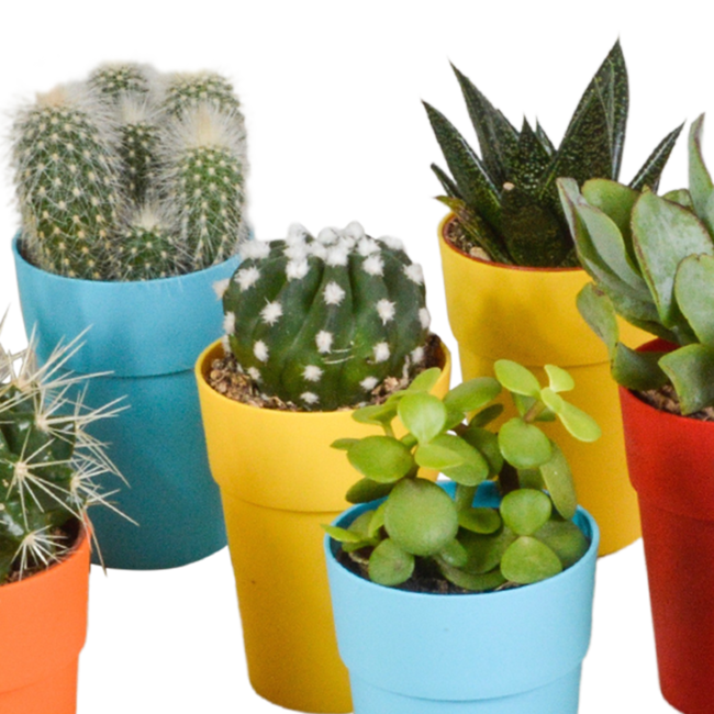 Cactus en vetplanten mix 5.5 cm | 15 stuks - in gekleurde plasticpot