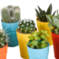 Cactus en vetplanten mix 5.5 cm | 15 stuks - in gekleurde plasticpot